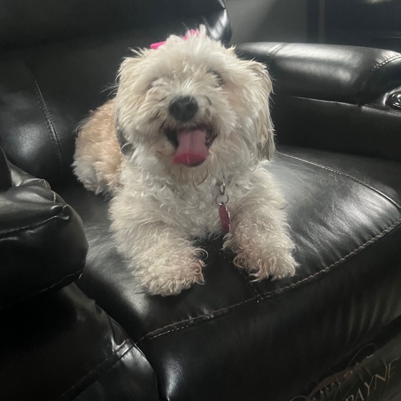 Meet your Posher, Lorena - Picture 1 of 1